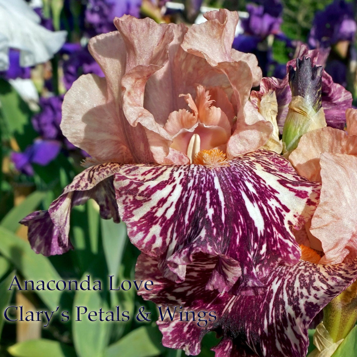 ANACONDA LOVE - 1999 - BB - Fragrant