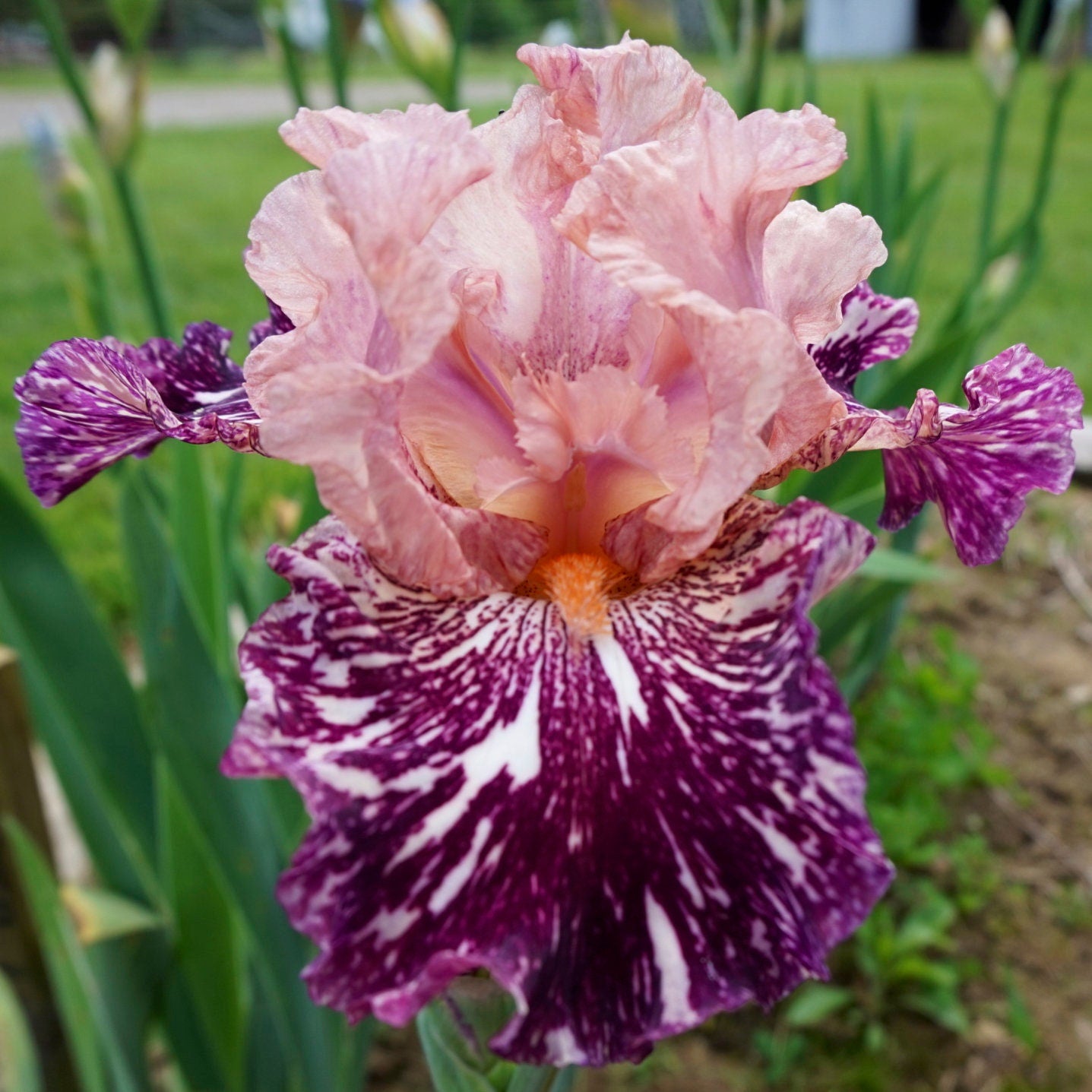 ANACONDA LOVE - 1999 - BB - Fragrant