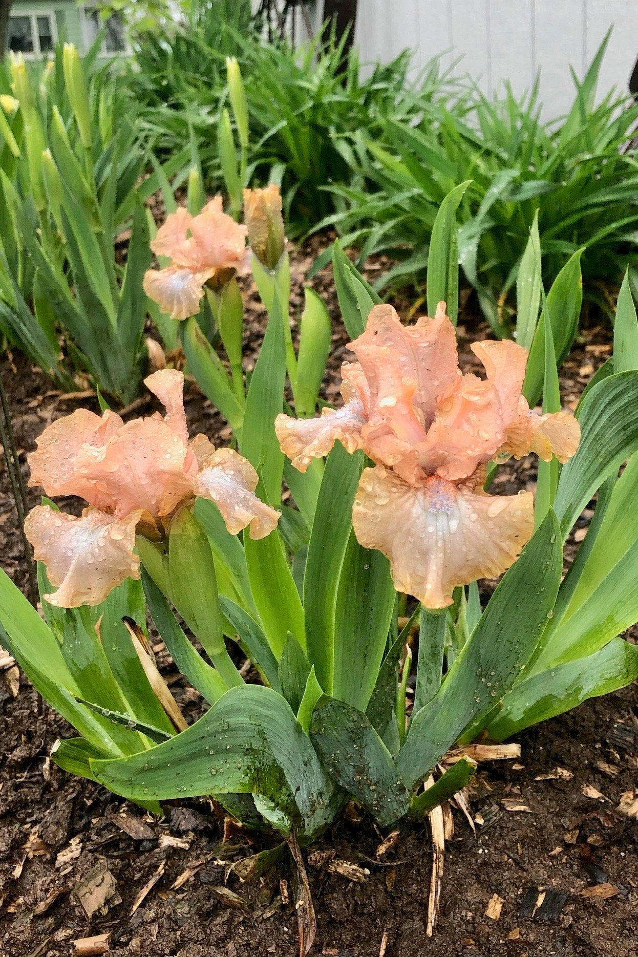 DINKY PINKY - 2016 - SDB - Reblooming