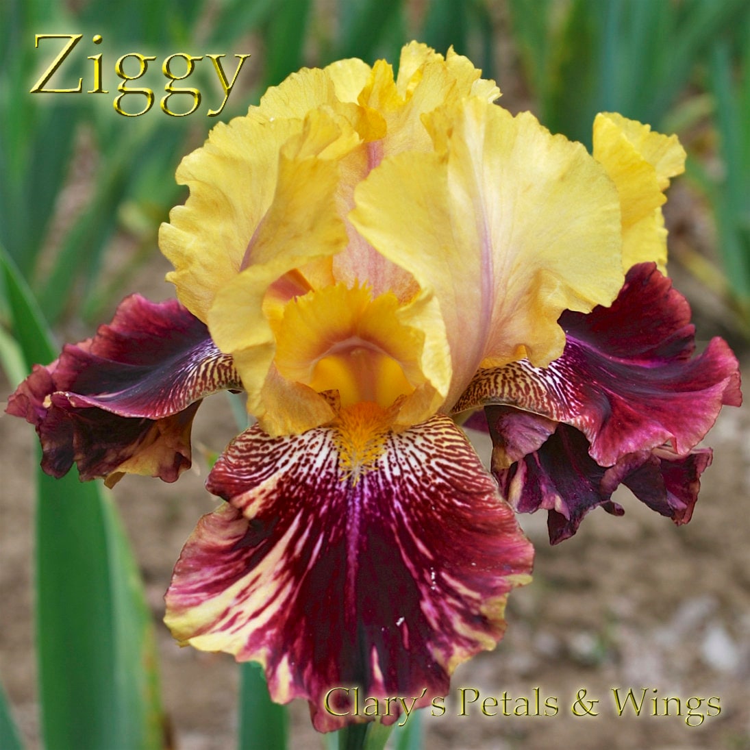 ZIGGY - 2000 - TB - Reblooming & Fragrant