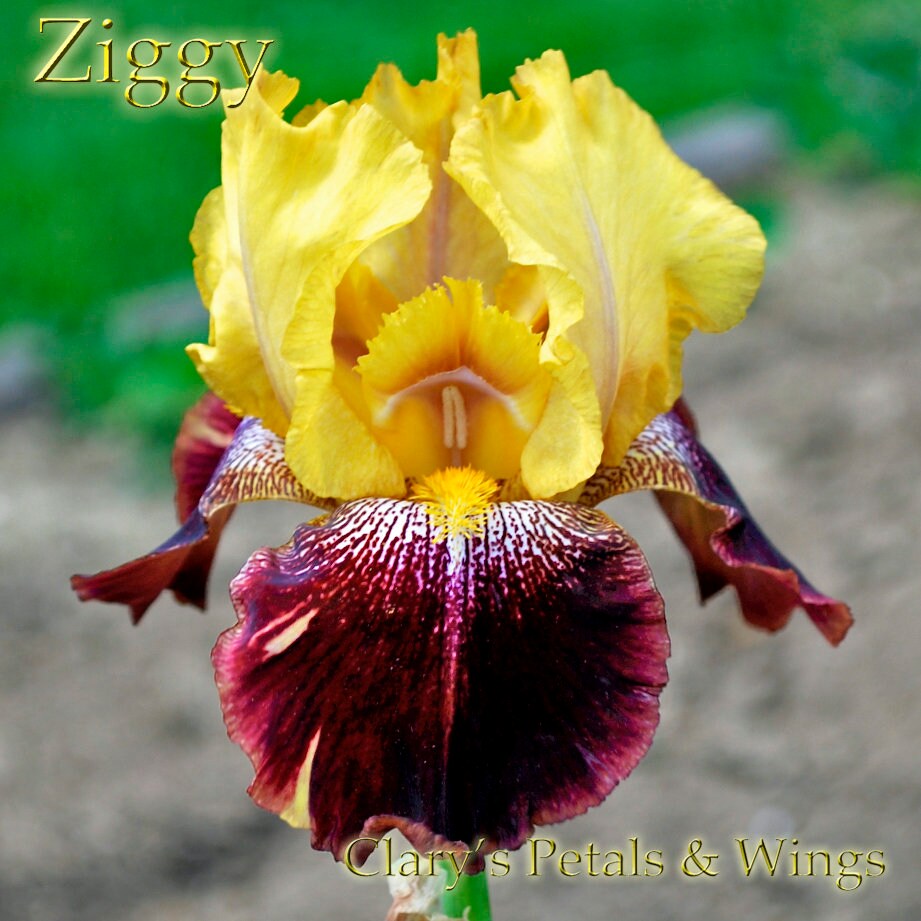 ZIGGY - 2000 - TB - Reblooming & Fragrant