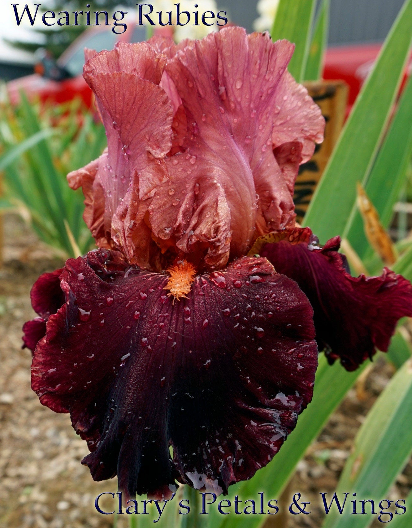 WEARING RUBIES - 2002 - TB - Fragrant