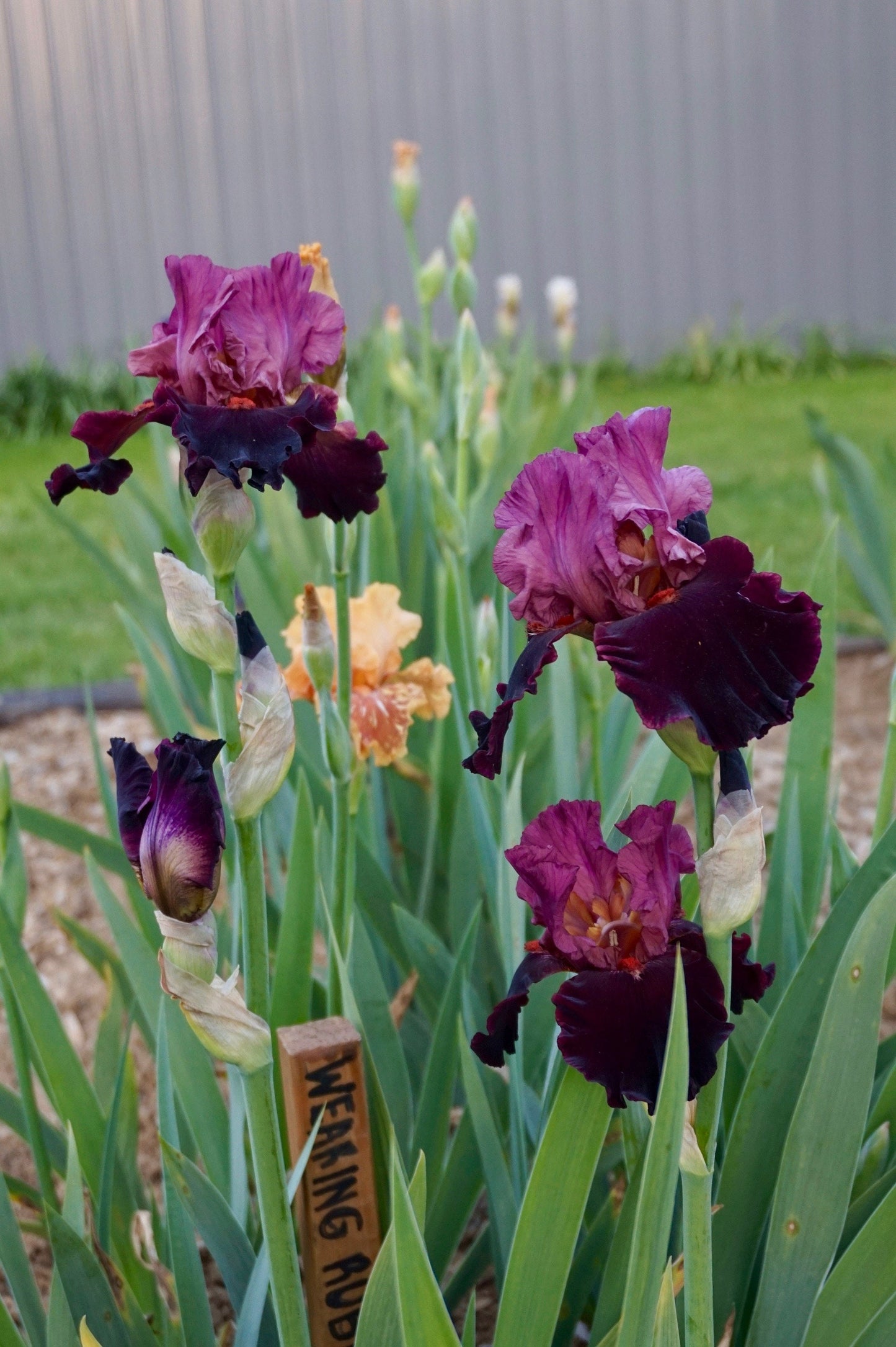 WEARING RUBIES - 2002 - TB - Fragrant