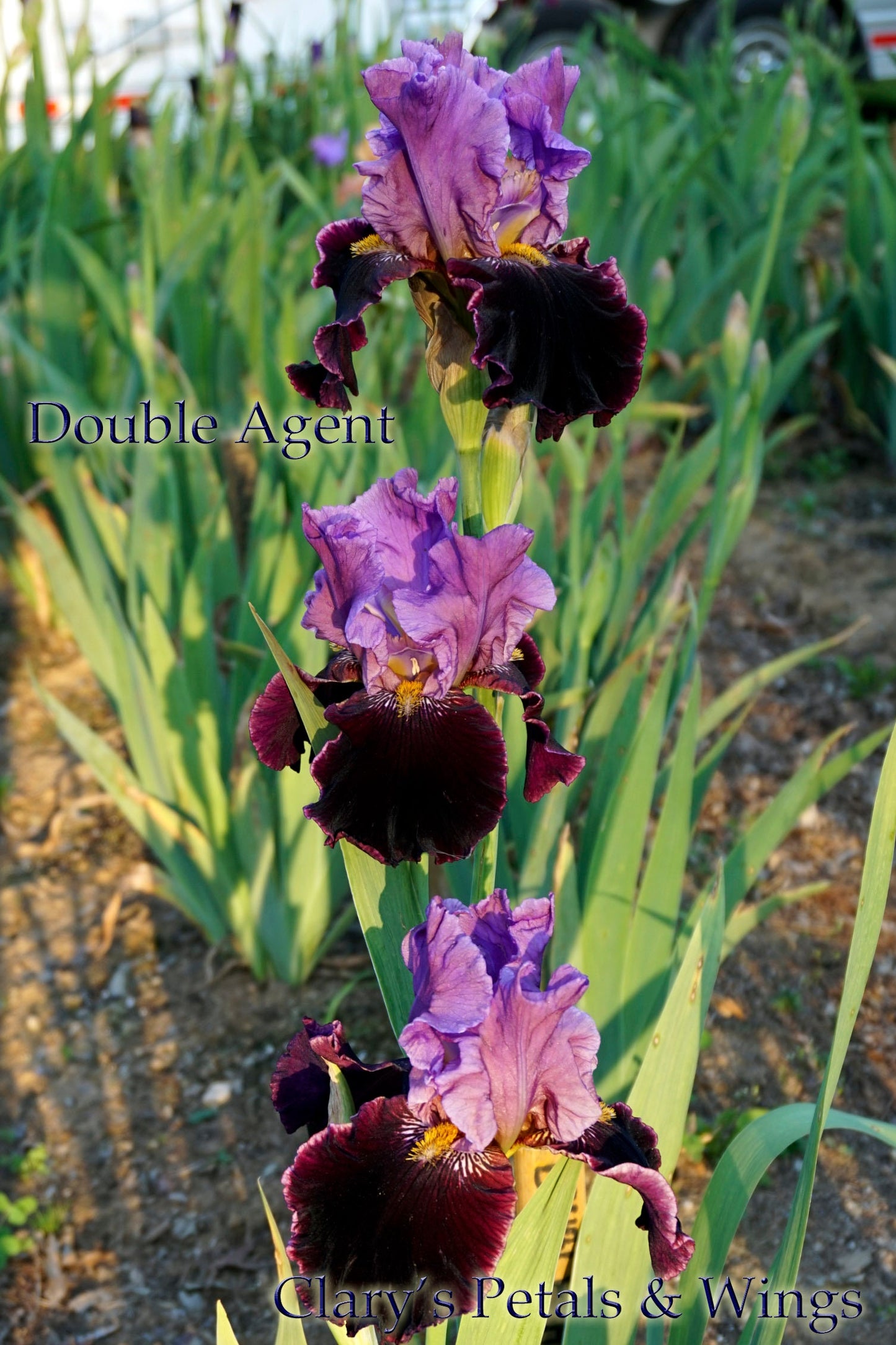 DOUBLE AGENT - 1986 - TB - Reblooming