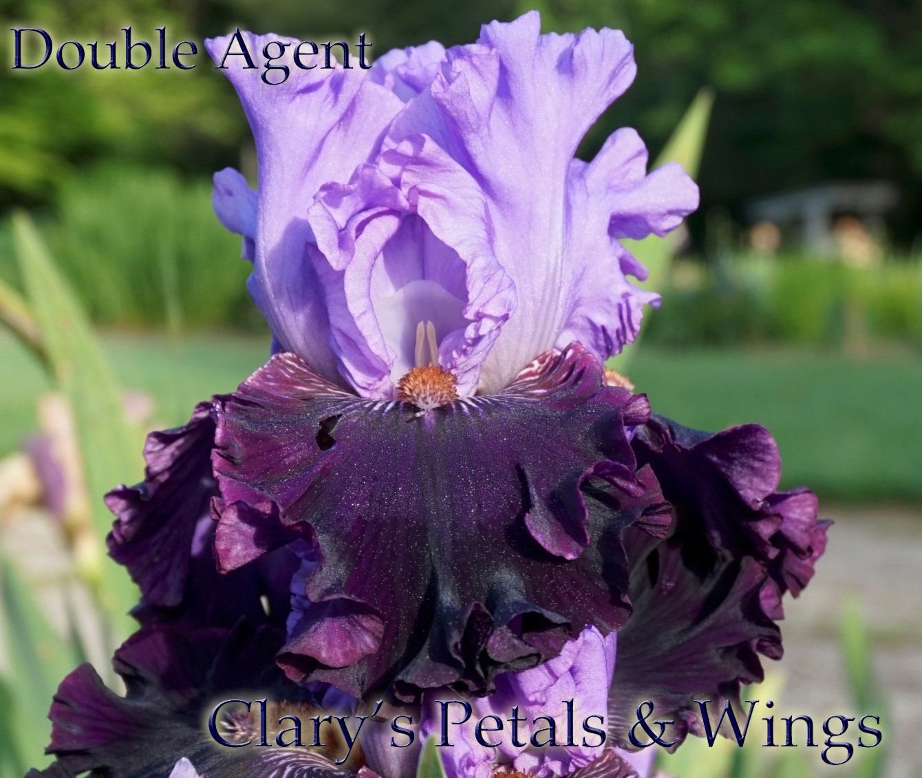 DOUBLE AGENT - 1986 - TB - Reblooming