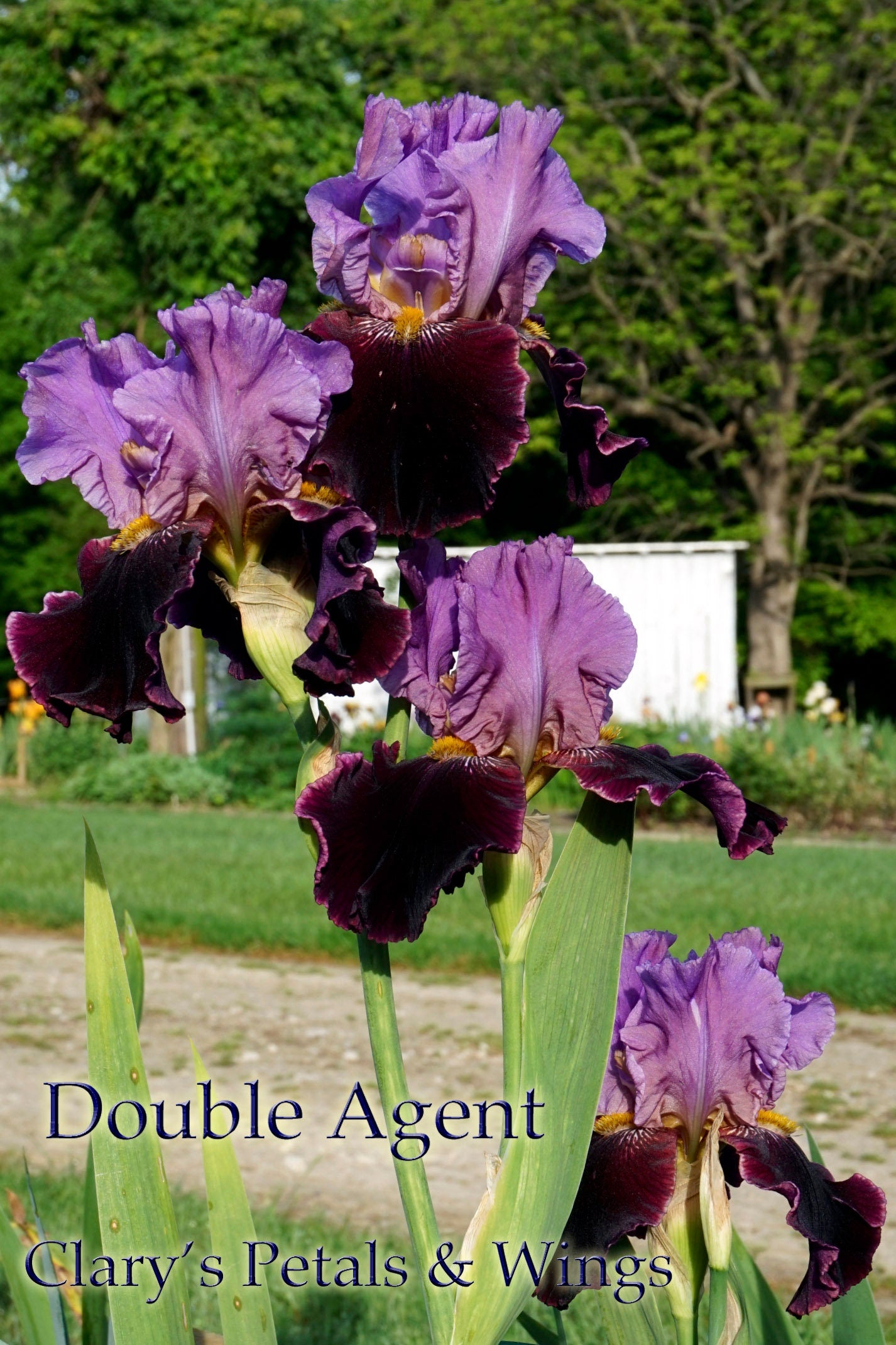 DOUBLE AGENT - 1986 - TB - Reblooming