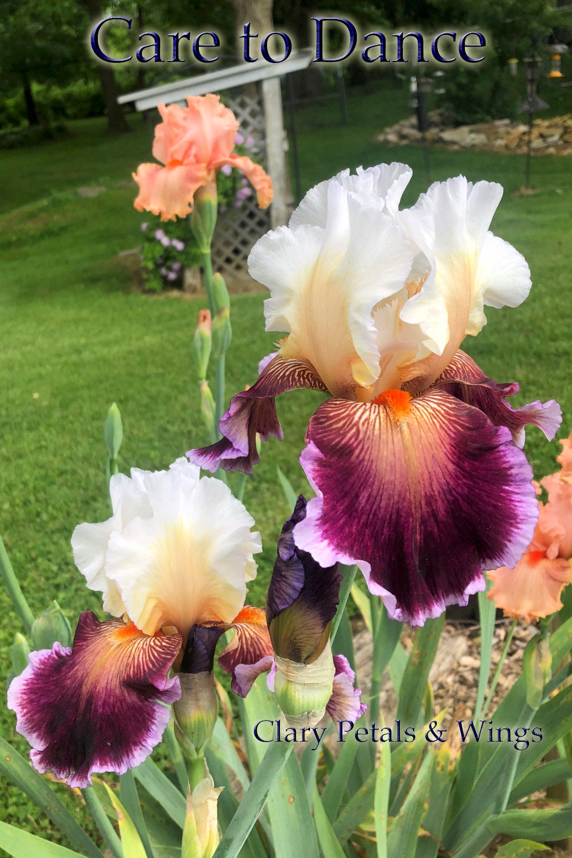 CARE TO DANCE - 2013 - TB