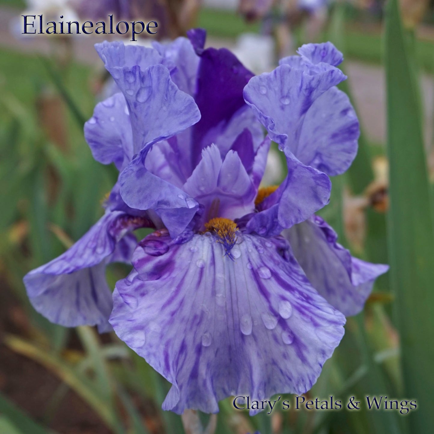 ELAINEALOPE - 1996 - TB - Reblooming & Fragrant