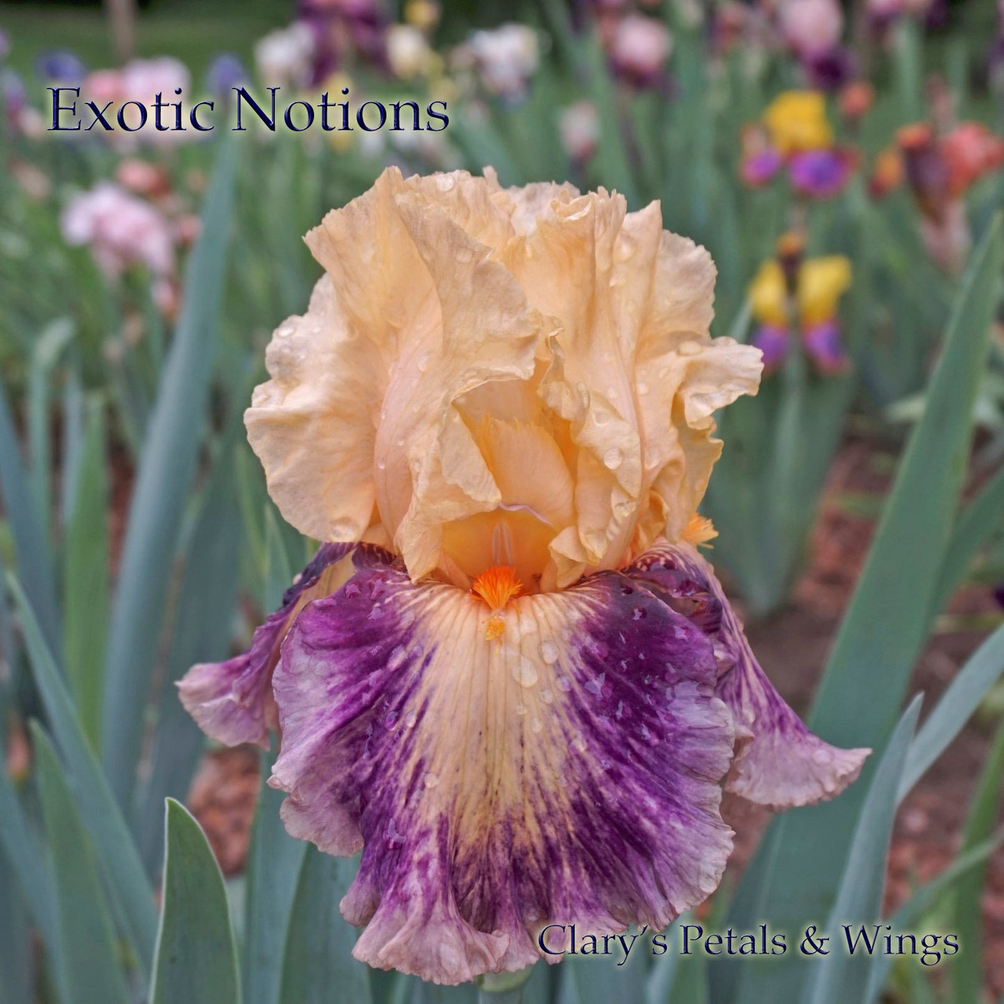 EXOTIC NOTIONS - 2011 - TB - Reblooming