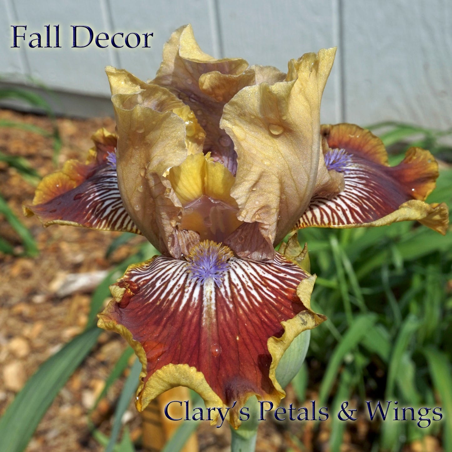 FALL DECOR - 2016 - IB - Reblooming