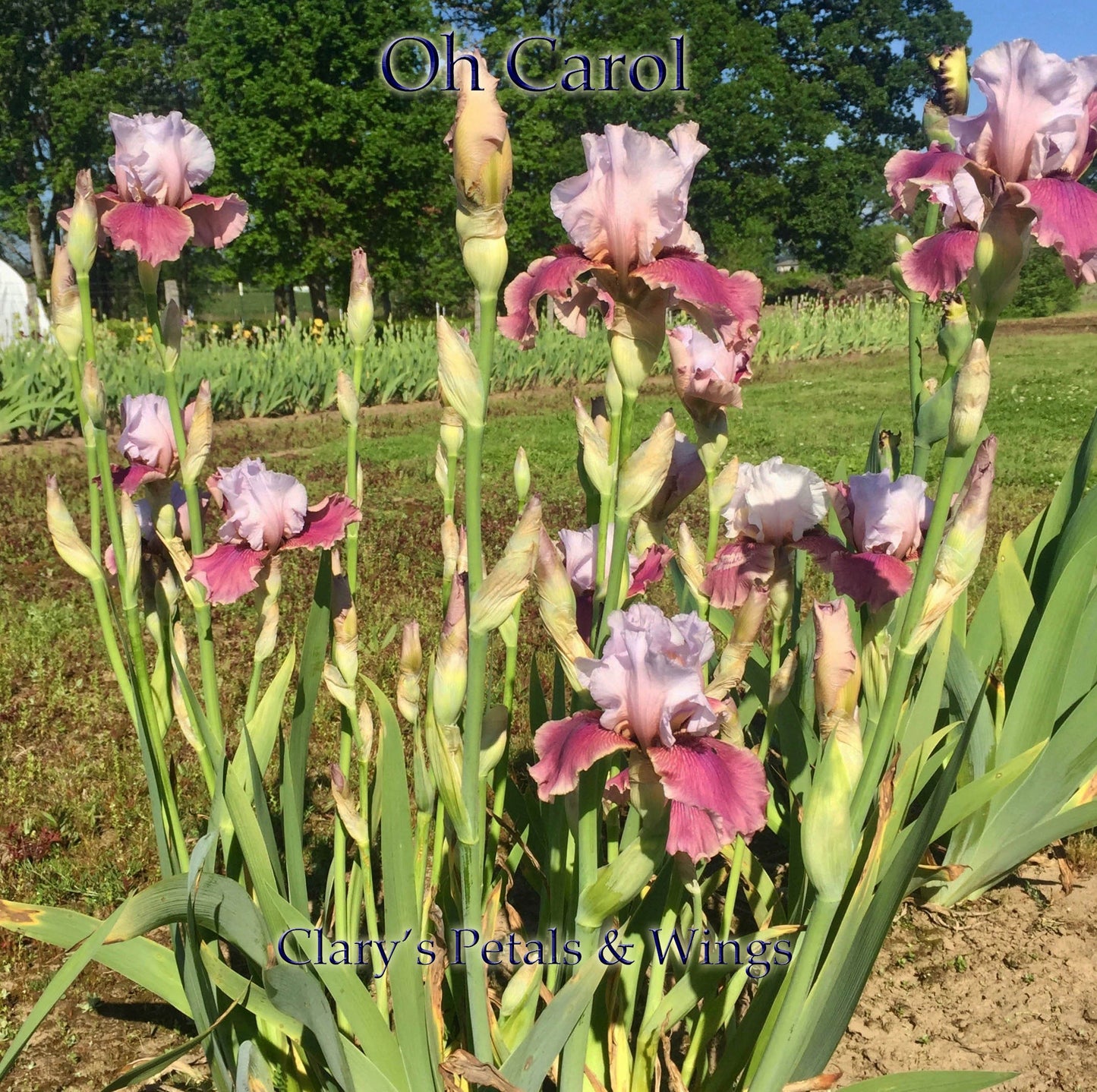 OH CAROL - 2012 TB - Reblooming & Fragrant