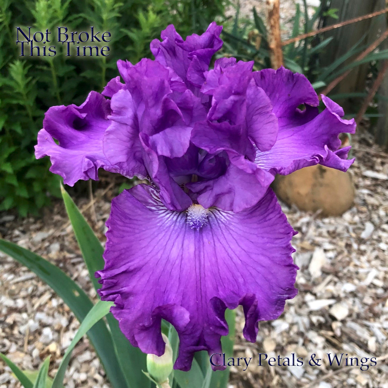 NOT BROKE THIS TIME 2015 TB-Fragrant