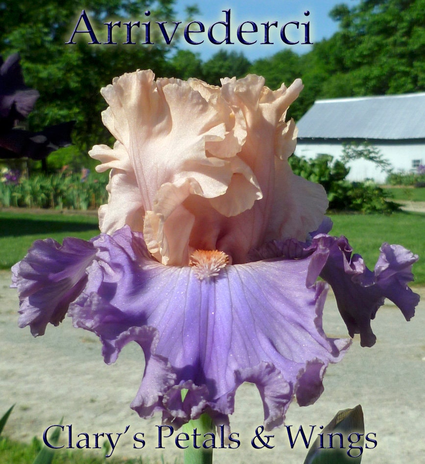 ARRIVEDERCI - 2014 - TB