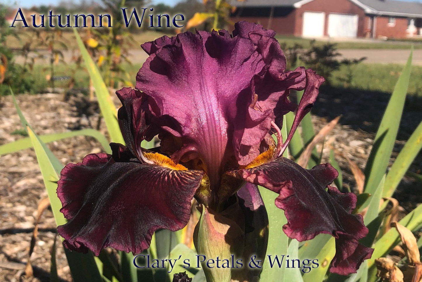 AUTUMN WINE - 2003 - BB - Reblooming