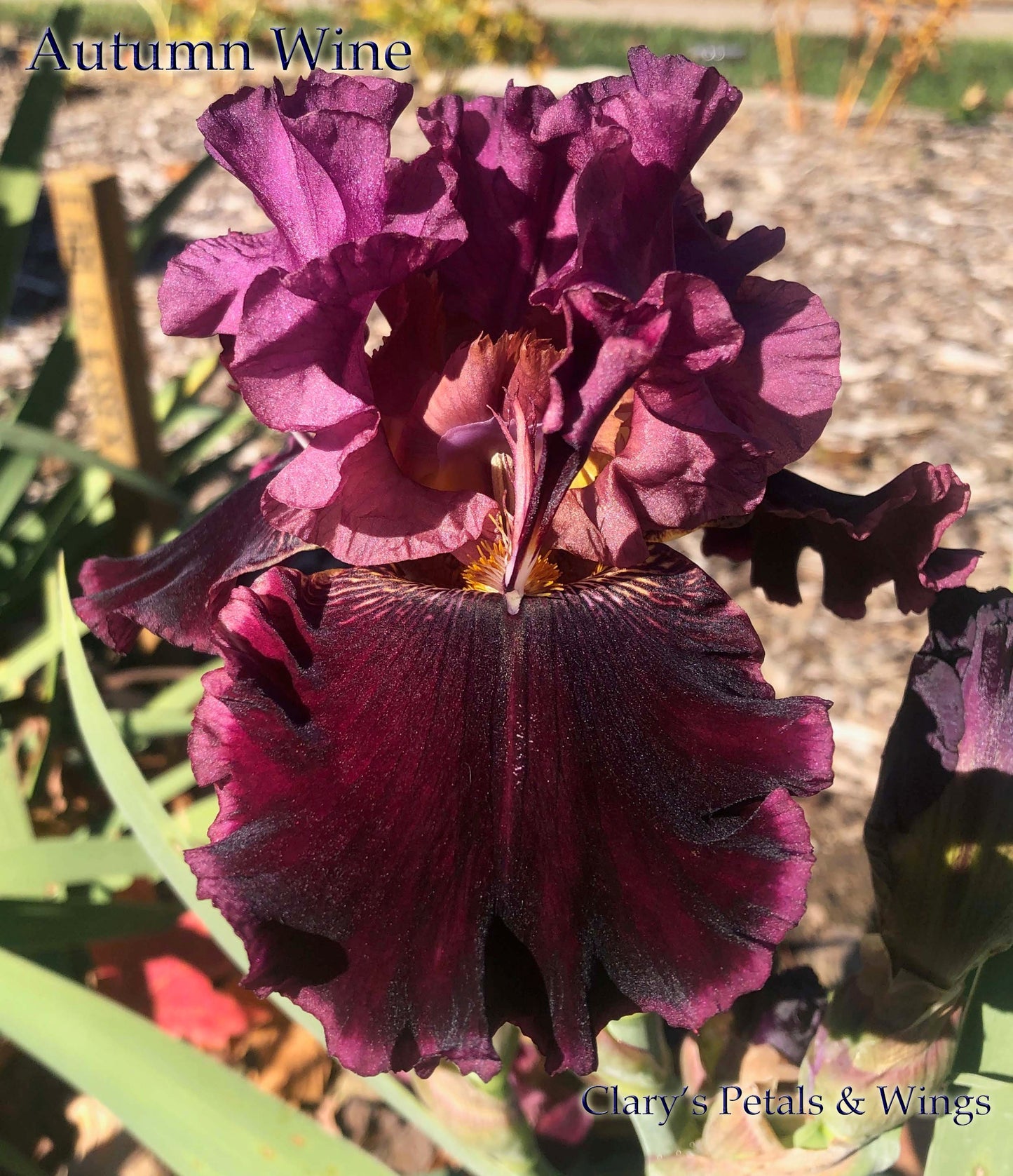 AUTUMN WINE - 2003 - BB - Reblooming