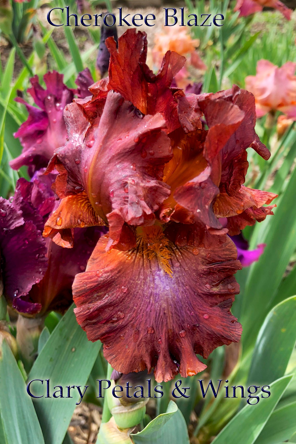 CHEROKEE BLAZE - 2013 - TB