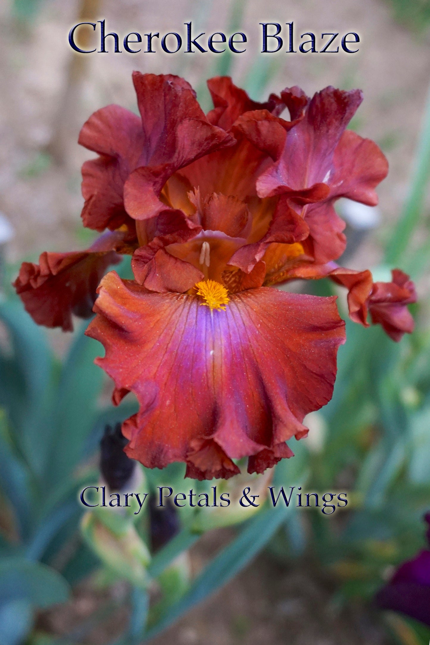 CHEROKEE BLAZE - 2013 - TB