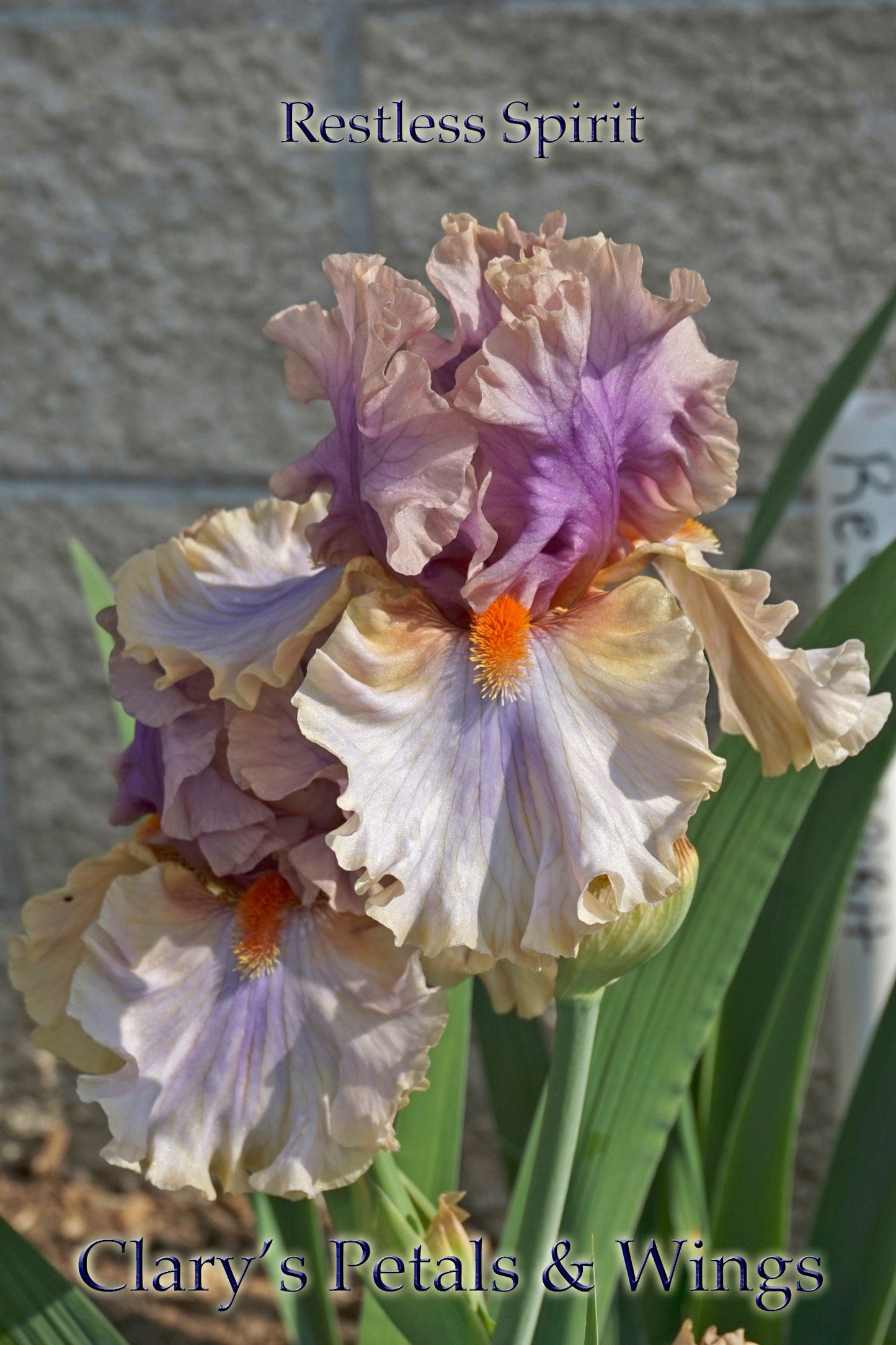 RESTLESS SPIRIT 2017 TB