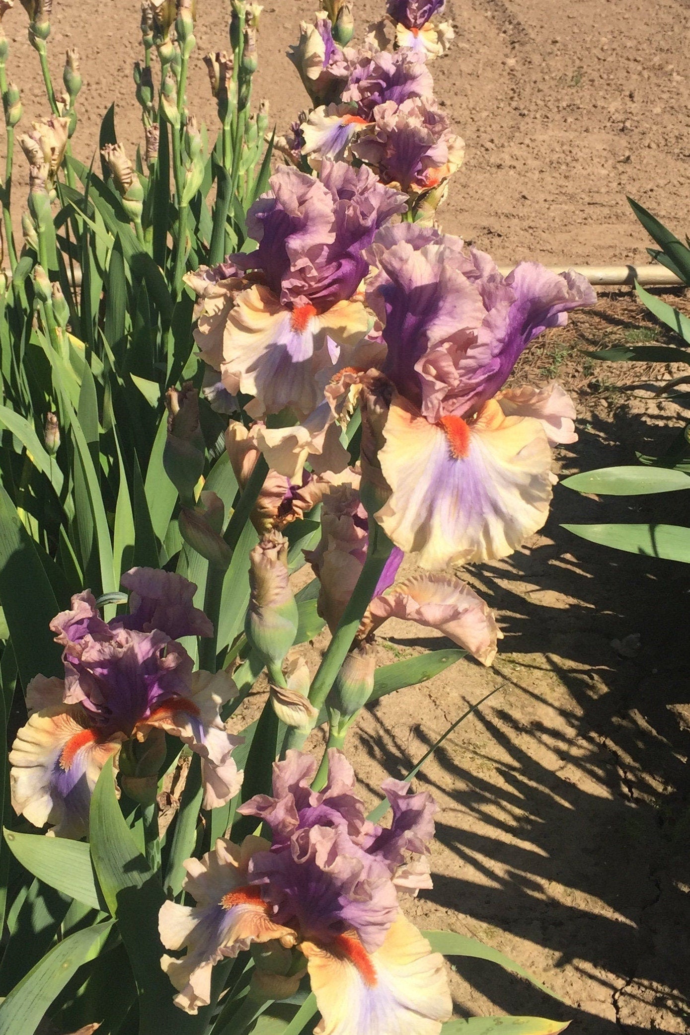 RESTLESS SPIRIT 2017 TB