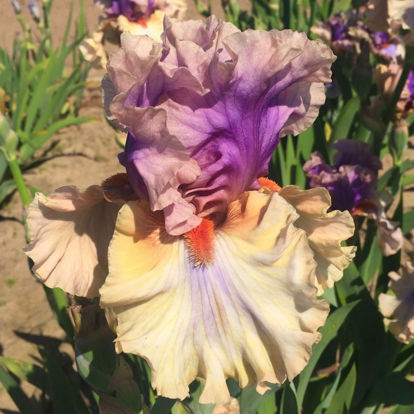 RESTLESS SPIRIT 2017 TB