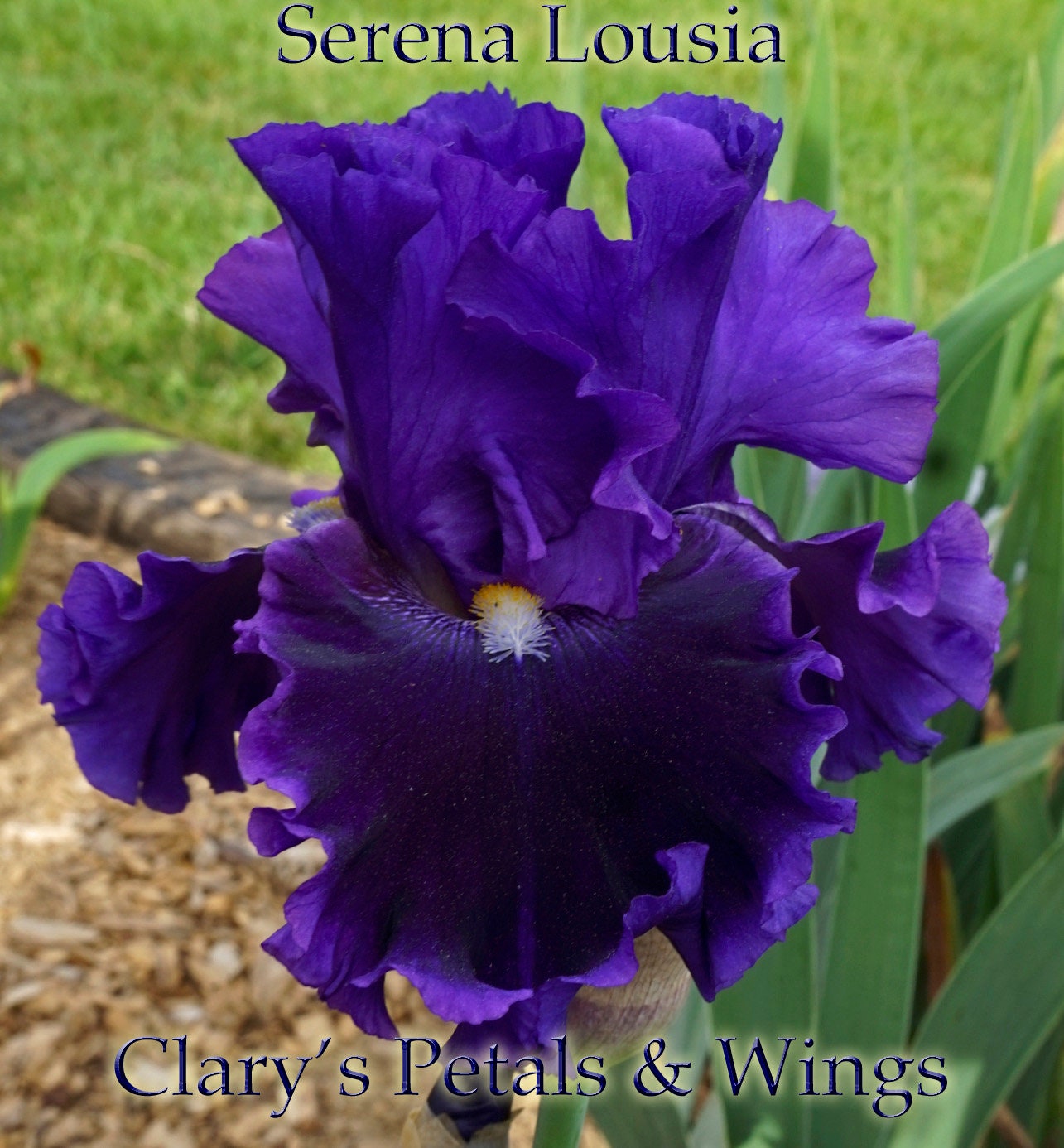 SERENA LOUISA - 2011 - TB - Fragrant