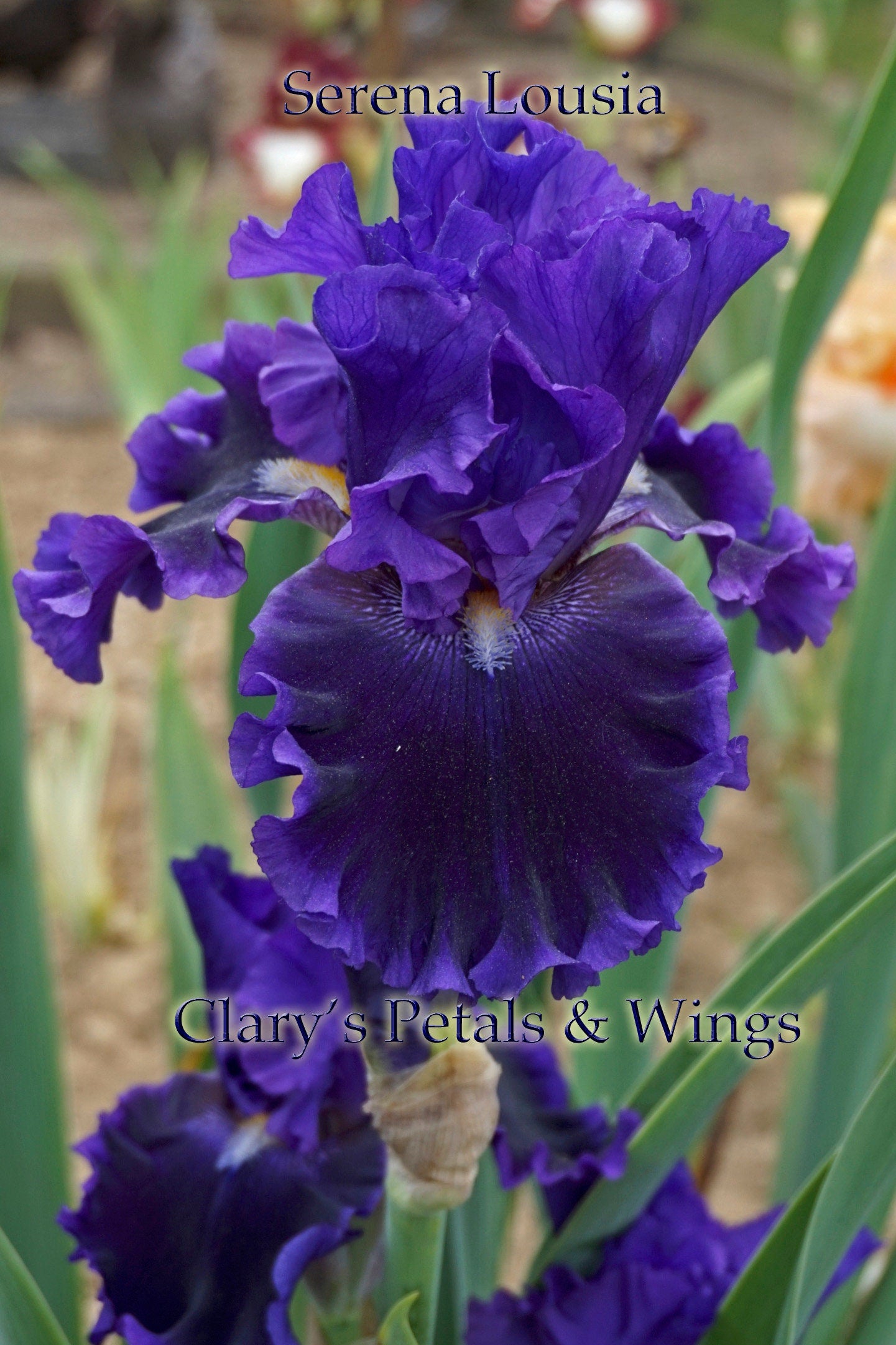 SERENA LOUISA - 2011 - TB - Fragrant