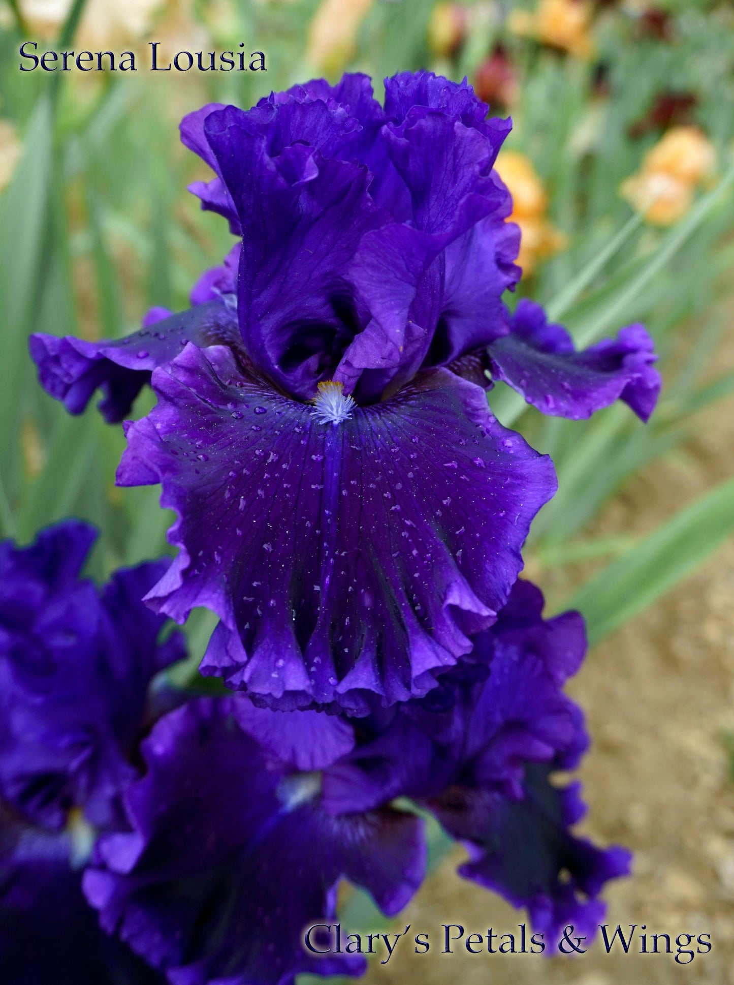 SERENA LOUISA - 2011 - TB - Fragrant