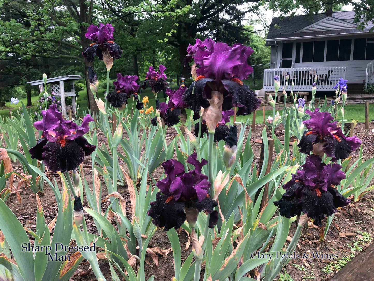 SHARP DRESSED MAN - 2010 - TB - Fragrant