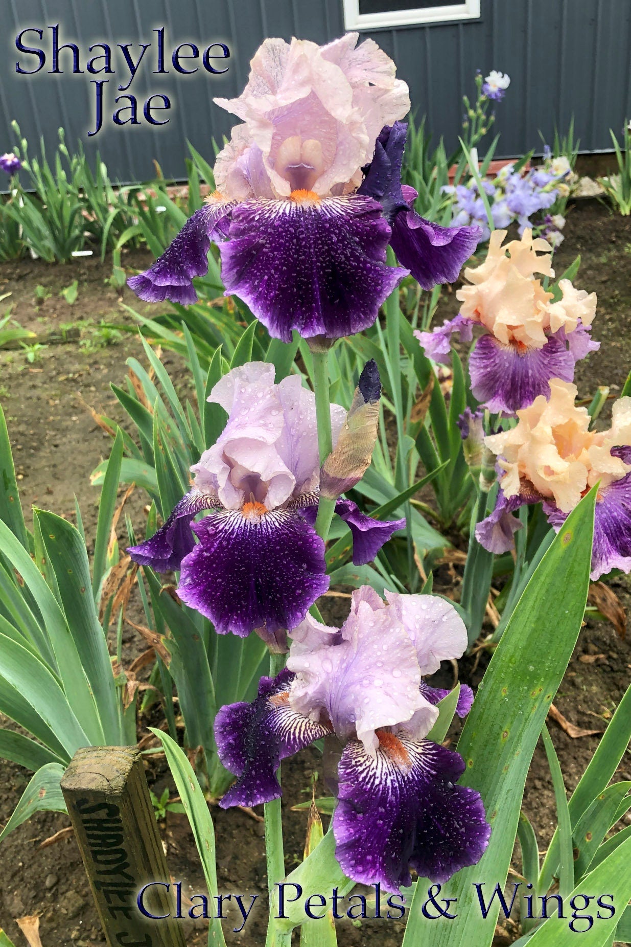 SHAYLEE JAE - 2008 - TB - Fragrant