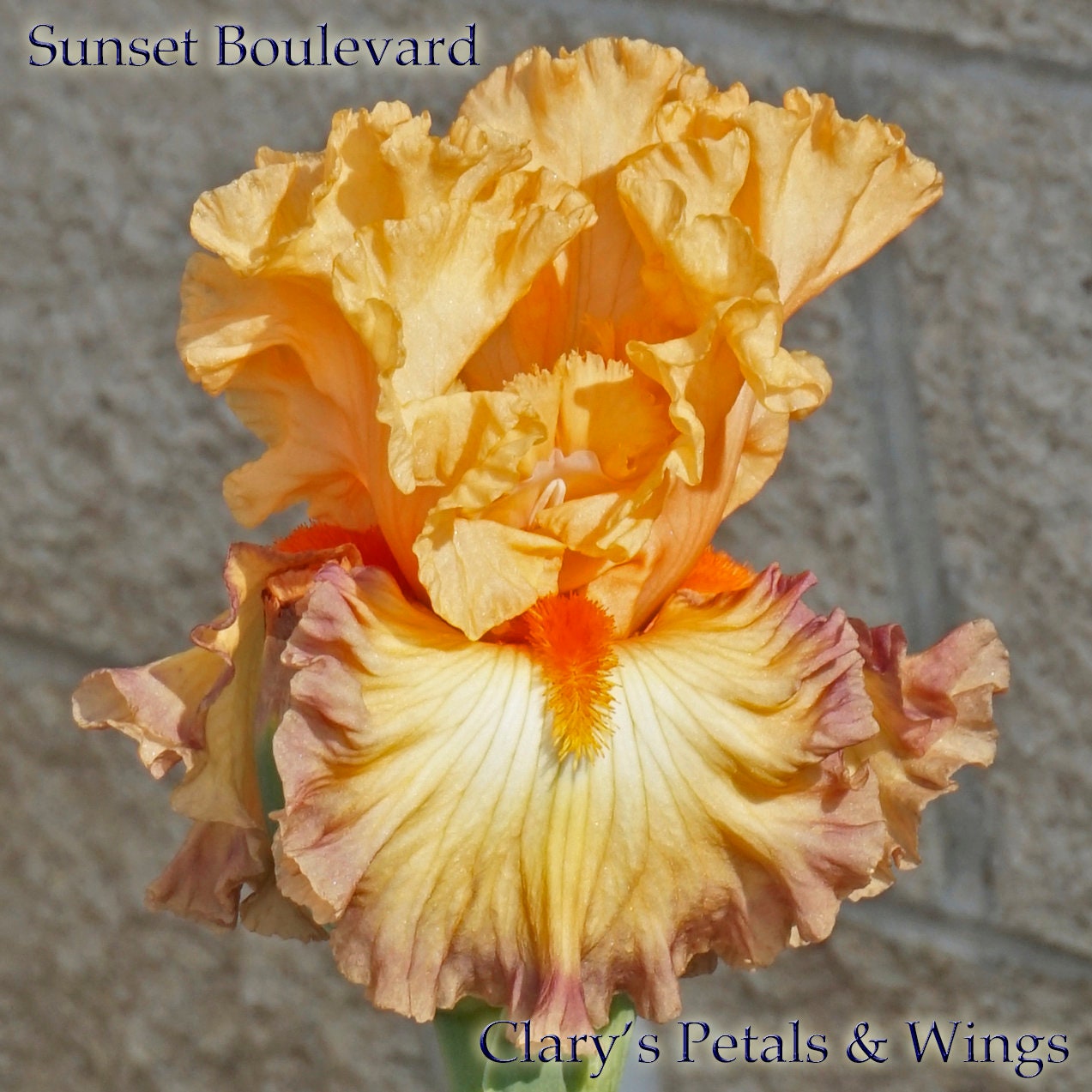 SUNSET BOULEVARD - 2017 - TB