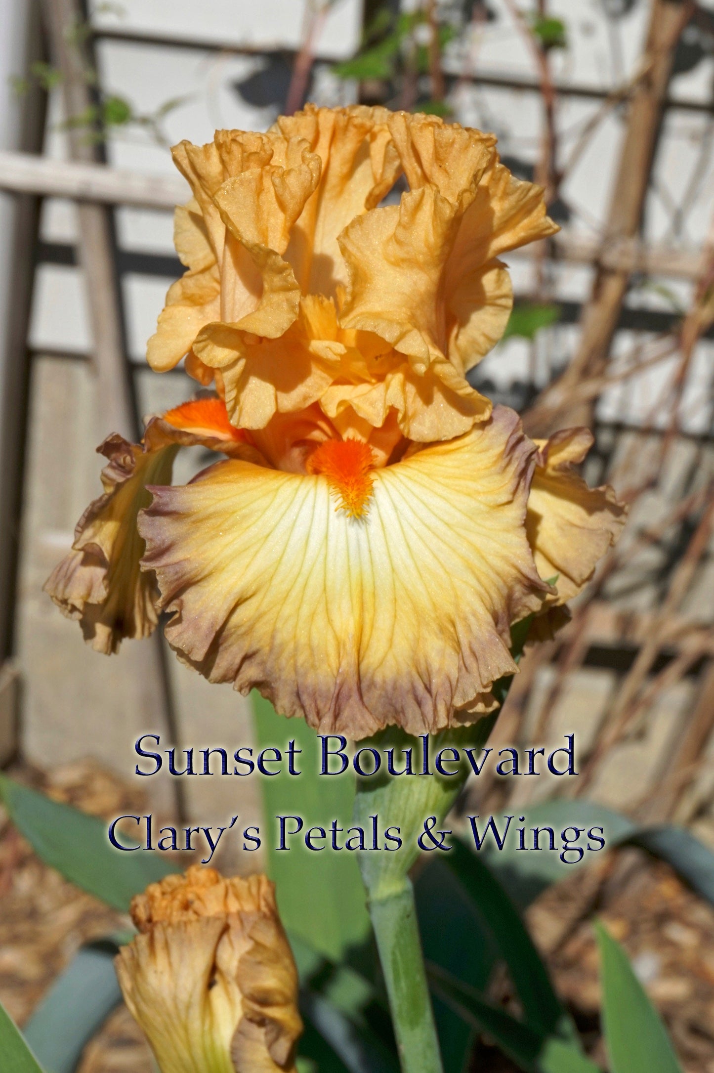 SUNSET BOULEVARD - 2017 - TB