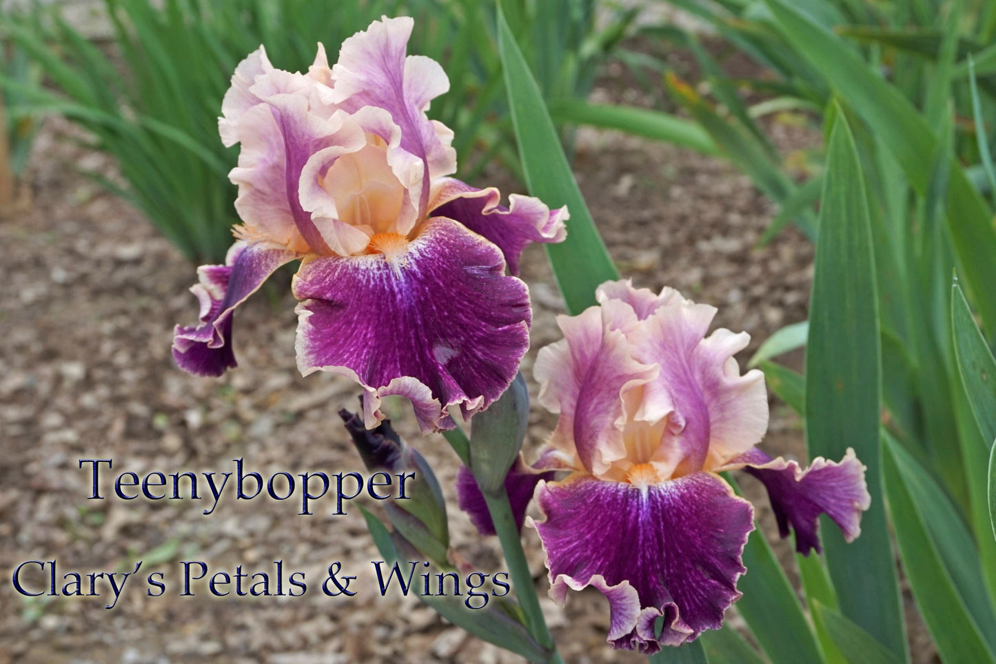 TEENYBOPPER - 2009 - TB