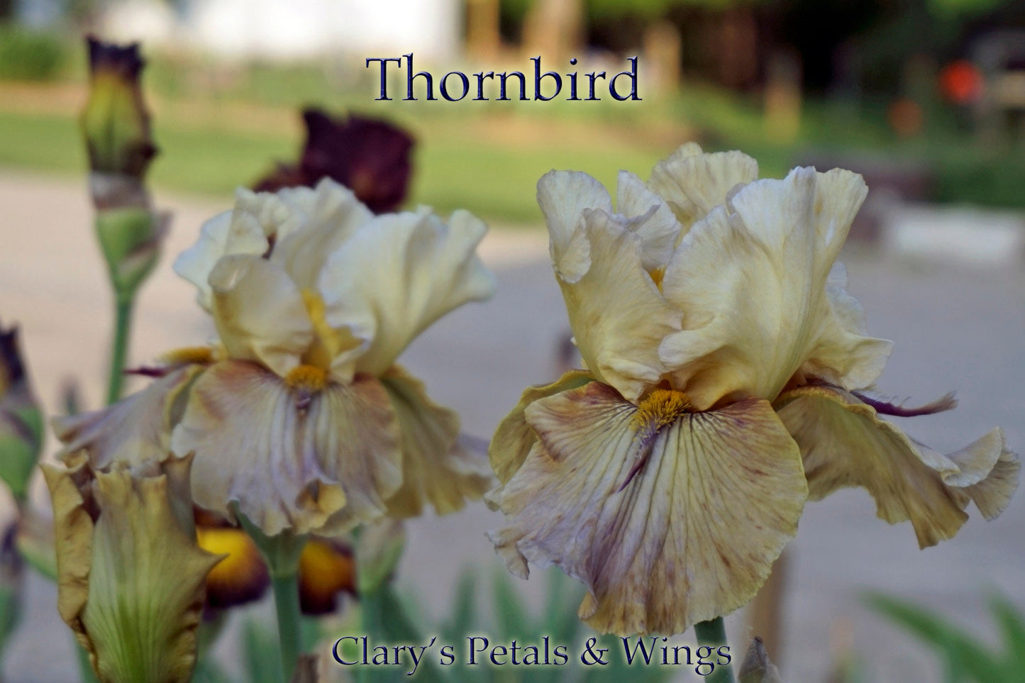 THORNBIRD - 1989 - TB - Fragrant