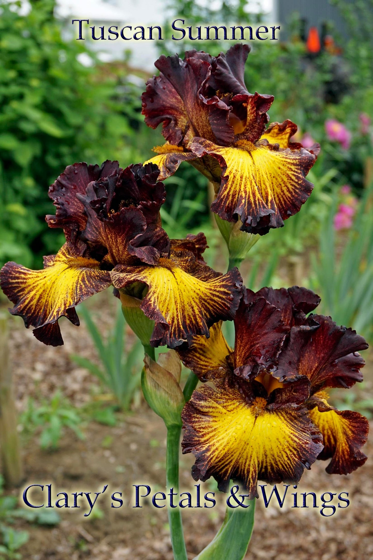 TUSCAN SUMMER - 2010 - TB