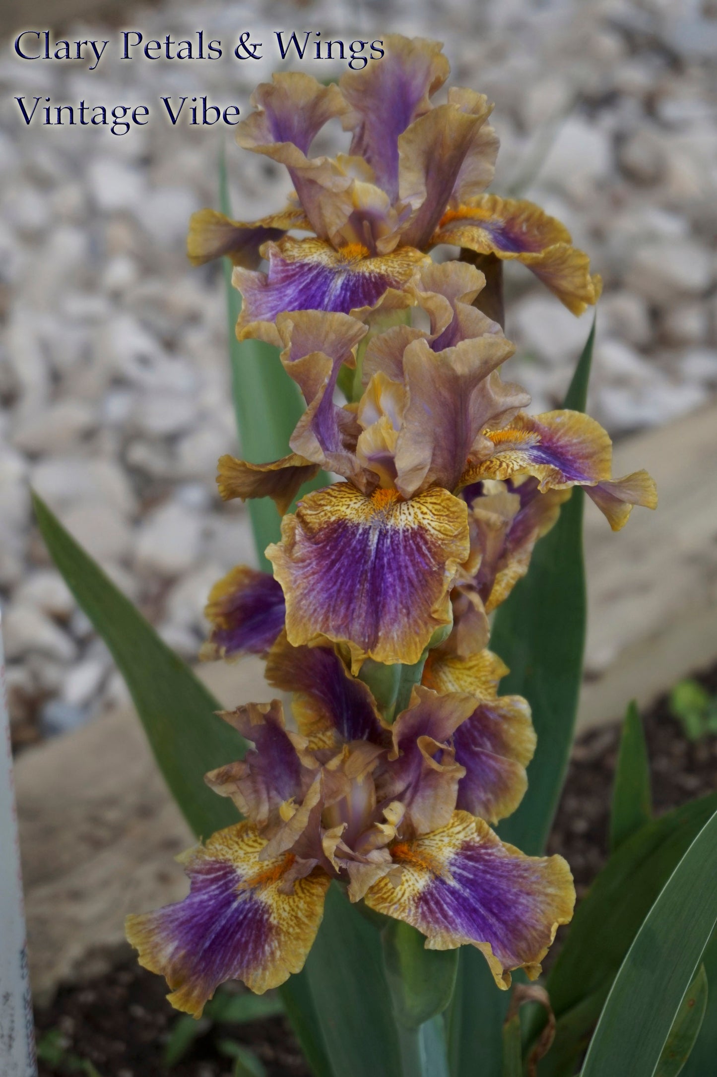 VINTAGE VIBE - 2015 - IB - Fragrant