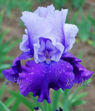 BEST BET - 1988 - TB - Reblooming