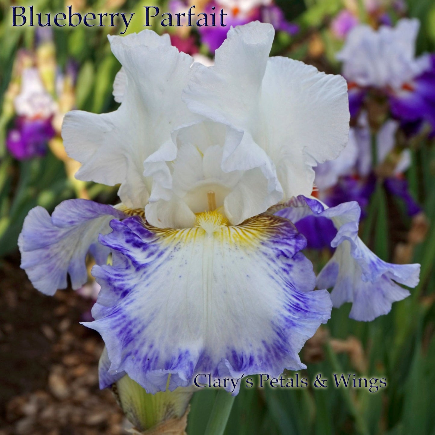 BLUEBERRY PARFAIT - 2009 - TB