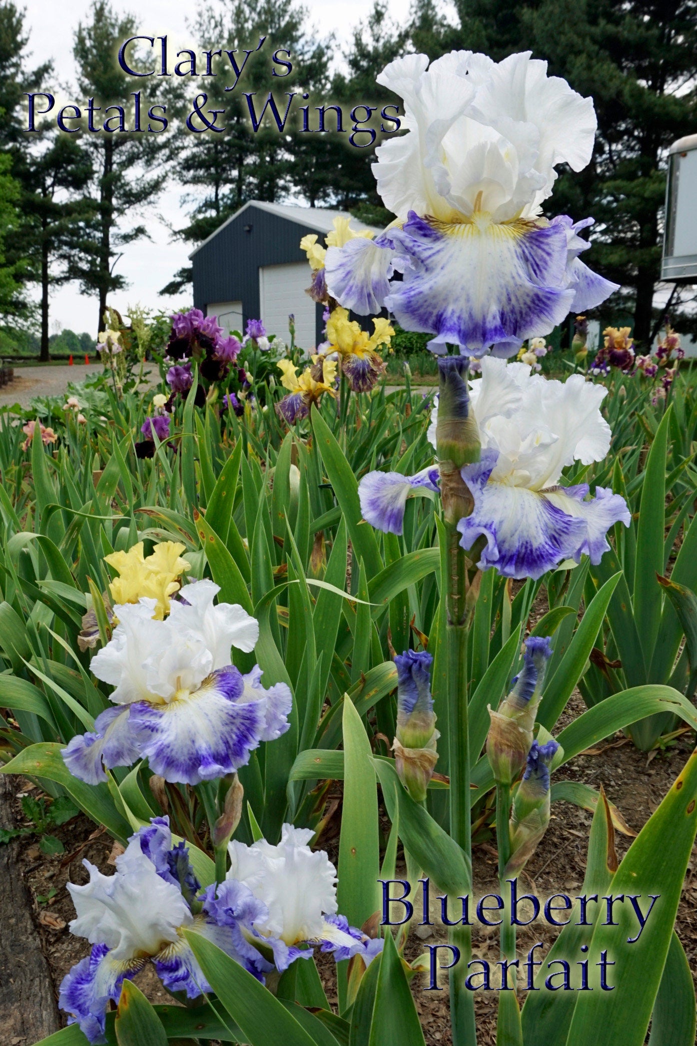 BLUEBERRY PARFAIT - 2009 - TB