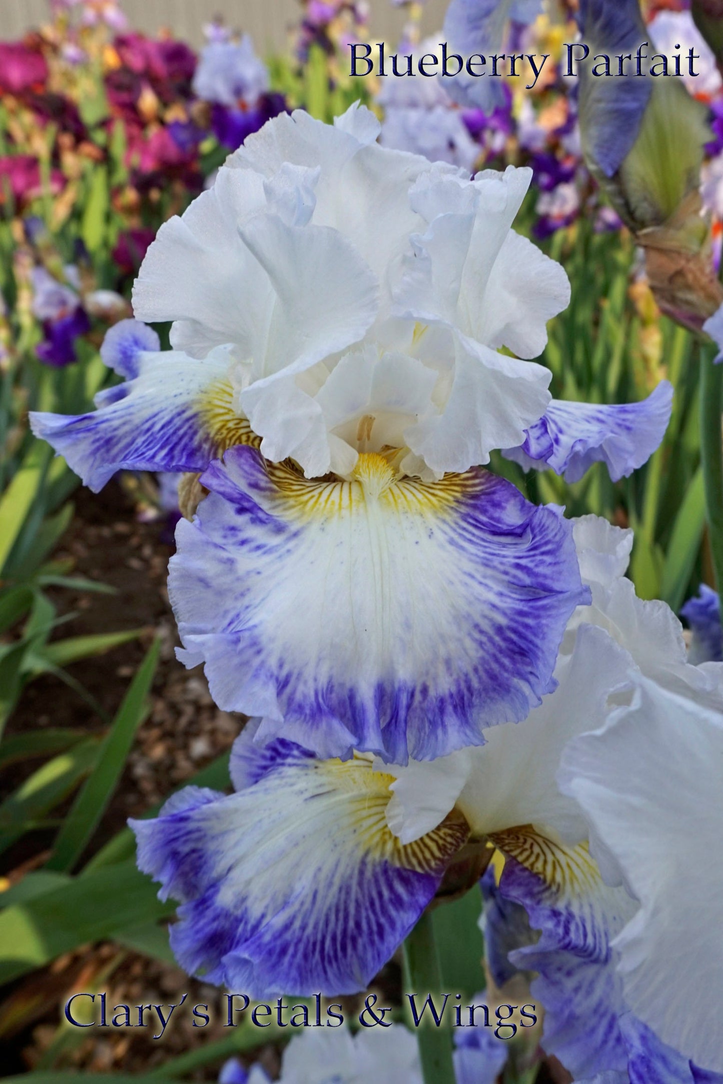 BLUEBERRY PARFAIT - 2009 - TB