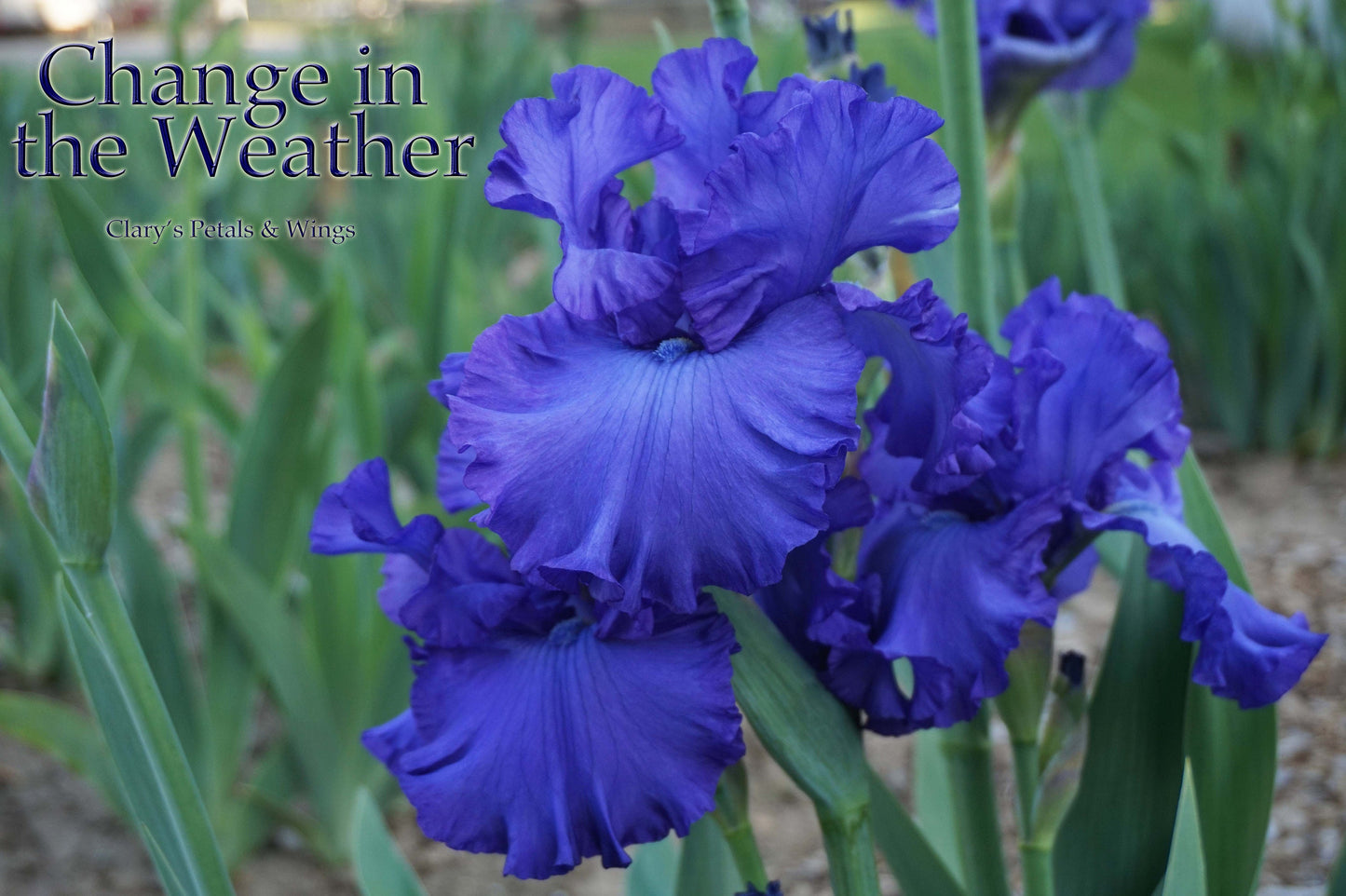 CHANGE IN THE WEATHER - 2013 - TB