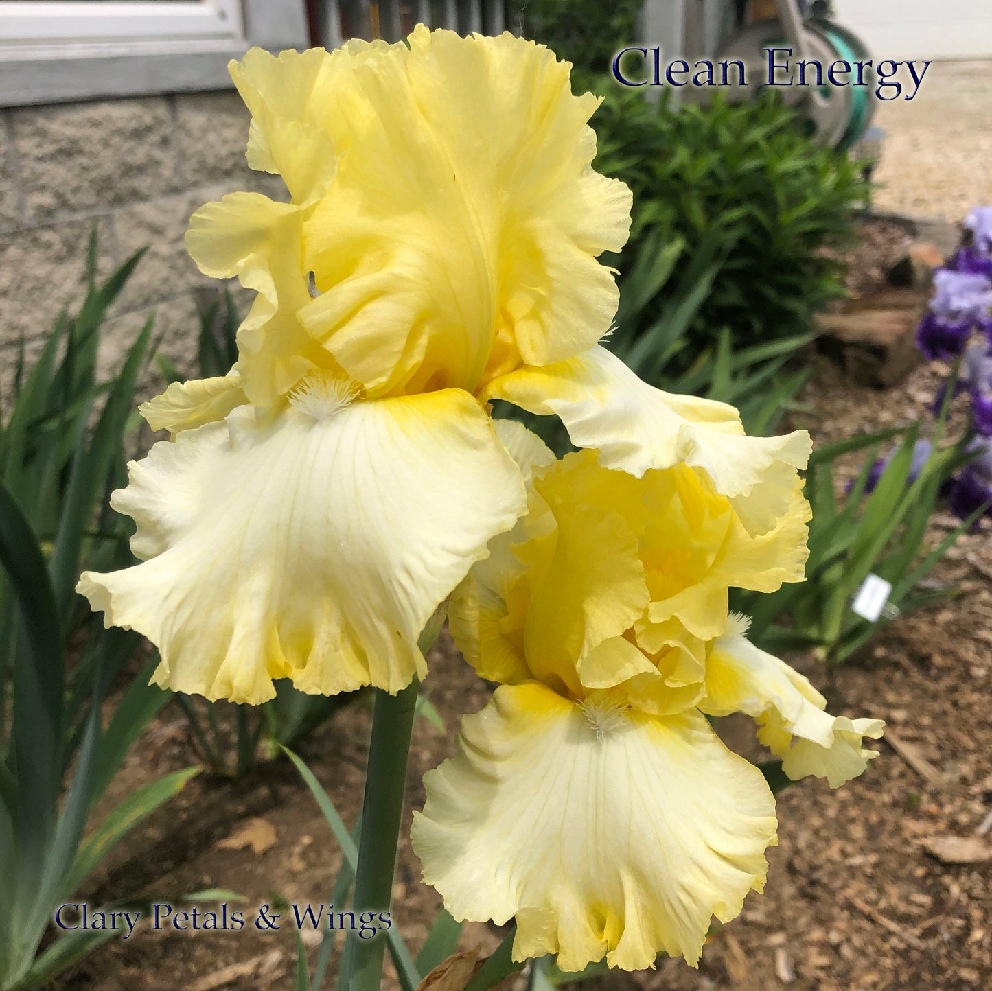 CLEAN ENERGY - 2018 - TB - Fragrant