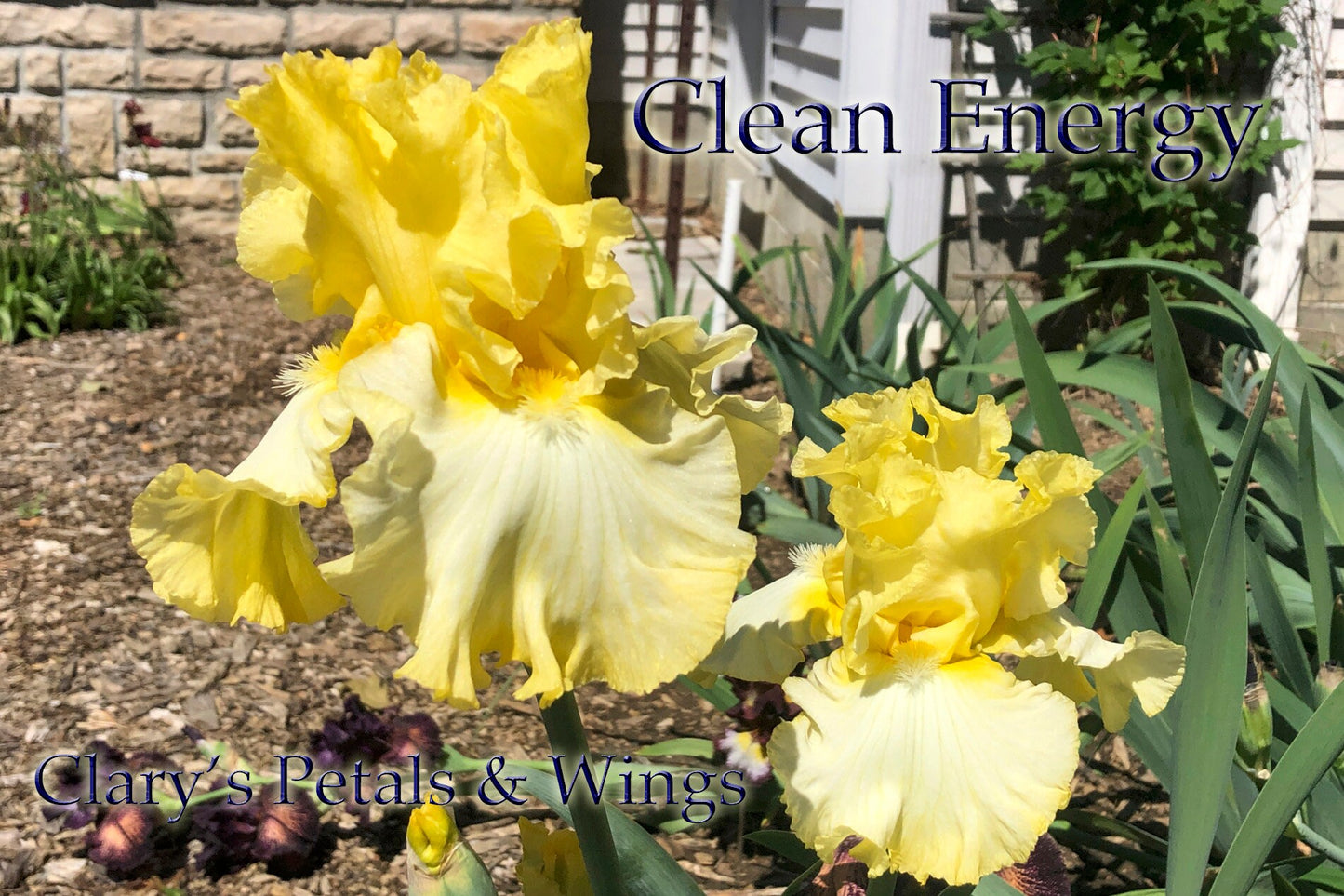 CLEAN ENERGY - 2018 - TB - Fragrant