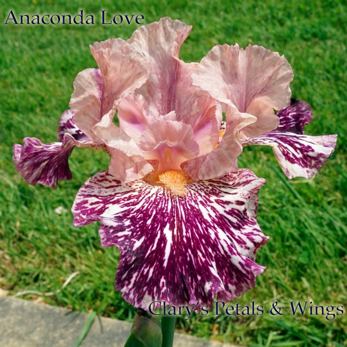 ANACONDA LOVE - 1999 - BB - Fragrant