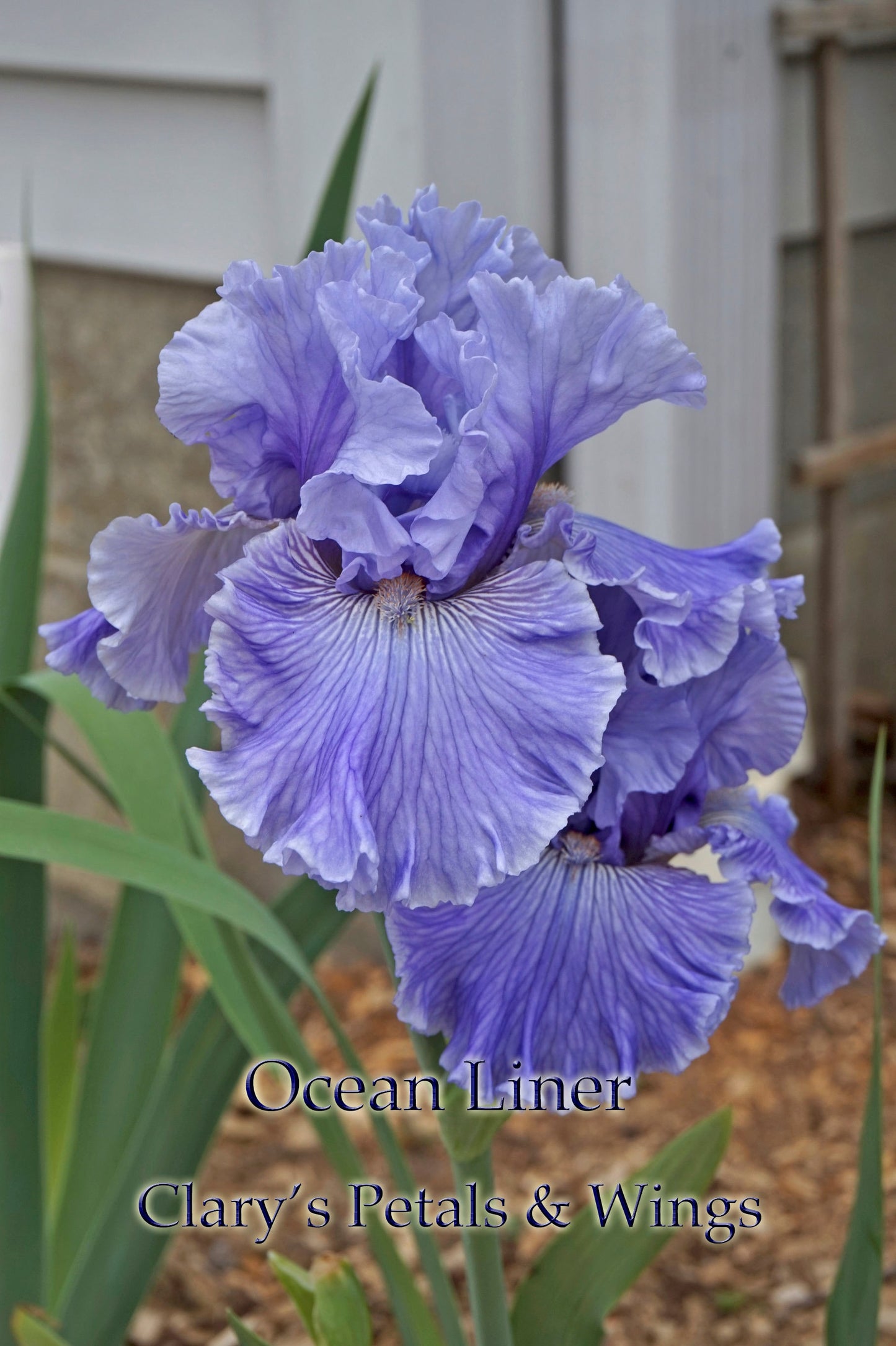 OCEAN LINER - 2017 TB