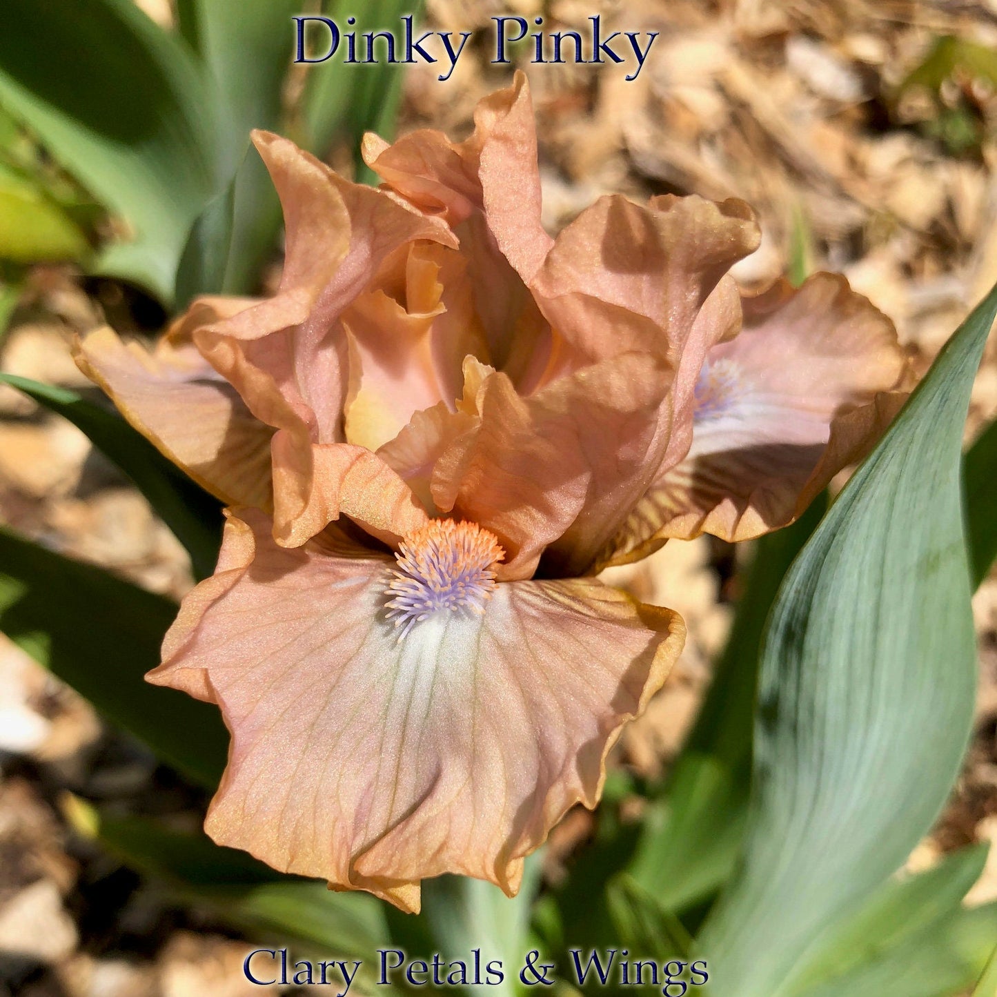 DINKY PINKY - 2016 - SDB - Reblooming