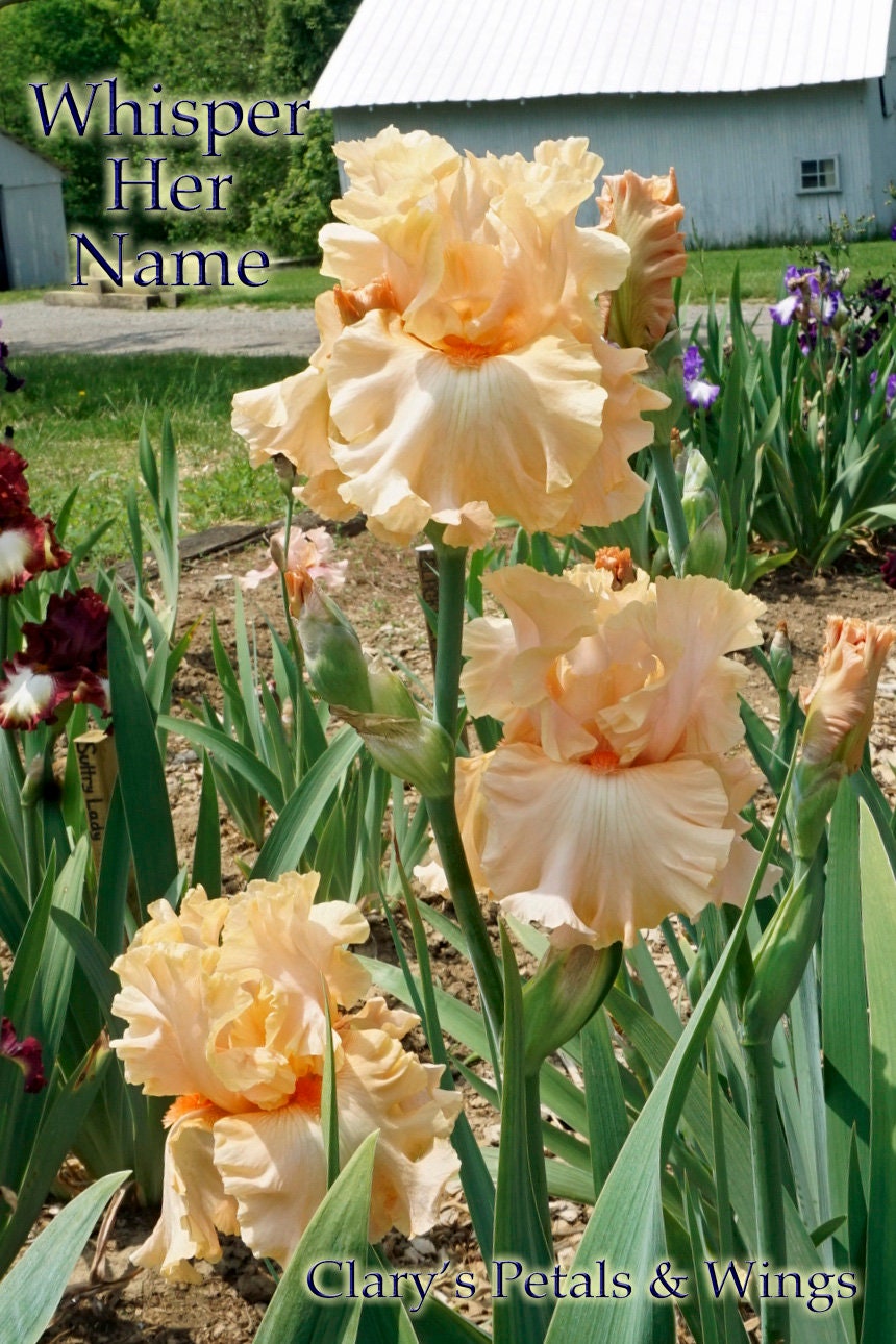 WHISPER HER NAME - 2011 - TB - Fragrant
