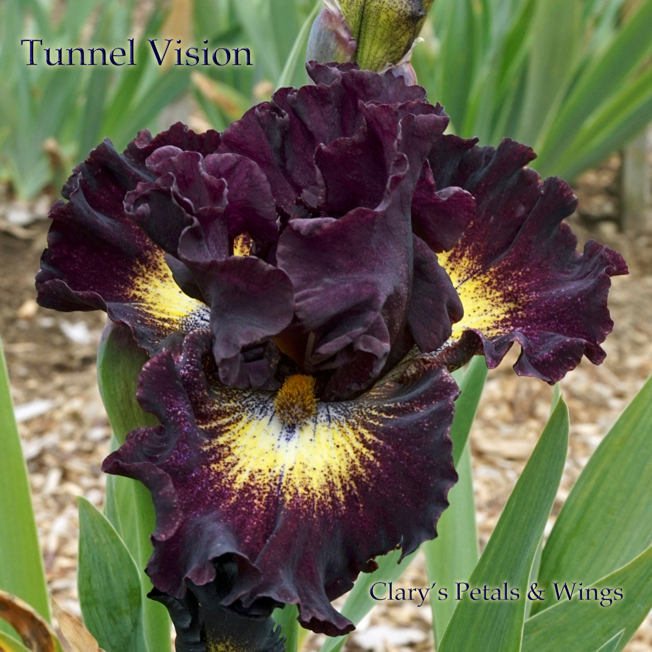 TUNNEL VISION - 2010 - TB