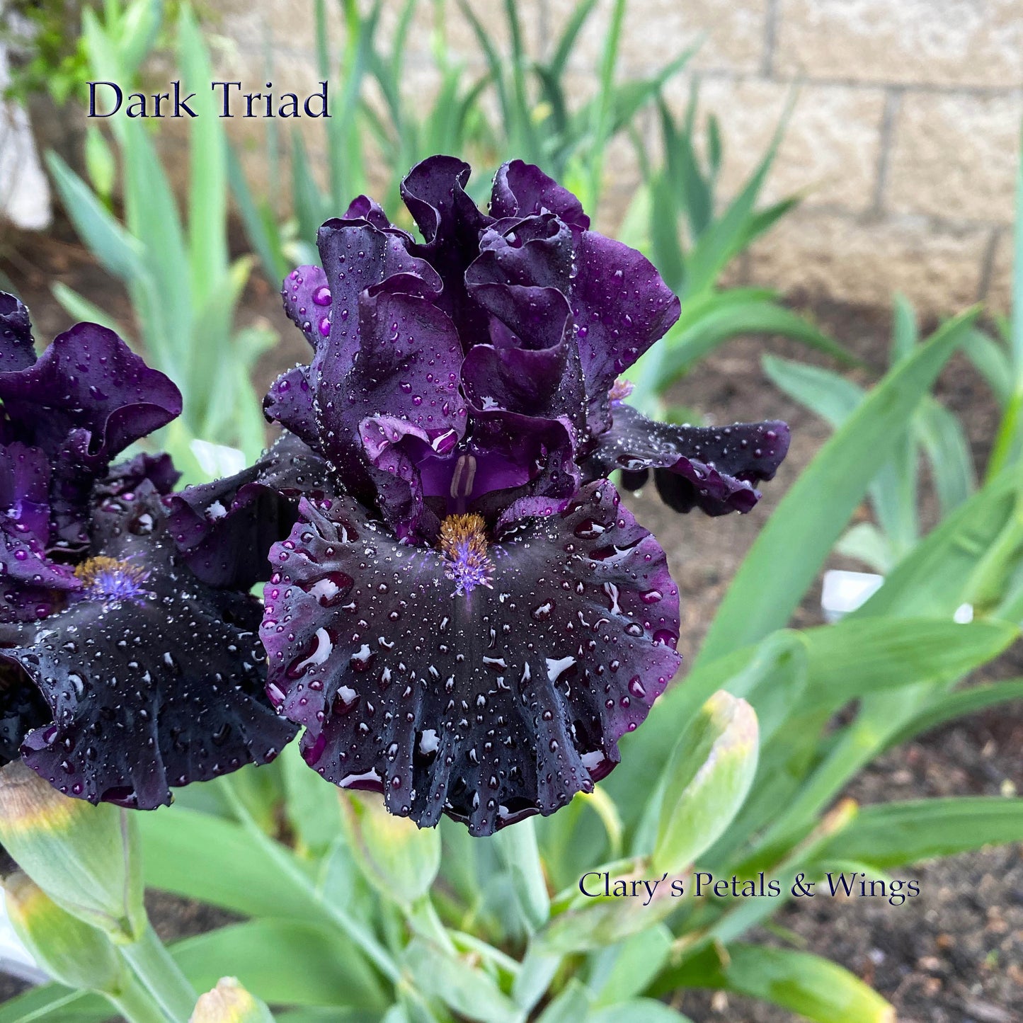 DARK TRIAD - 2017 - IB