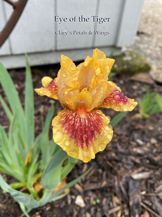 EYE of THE TIGER - 2008 - SDB - Fragrant