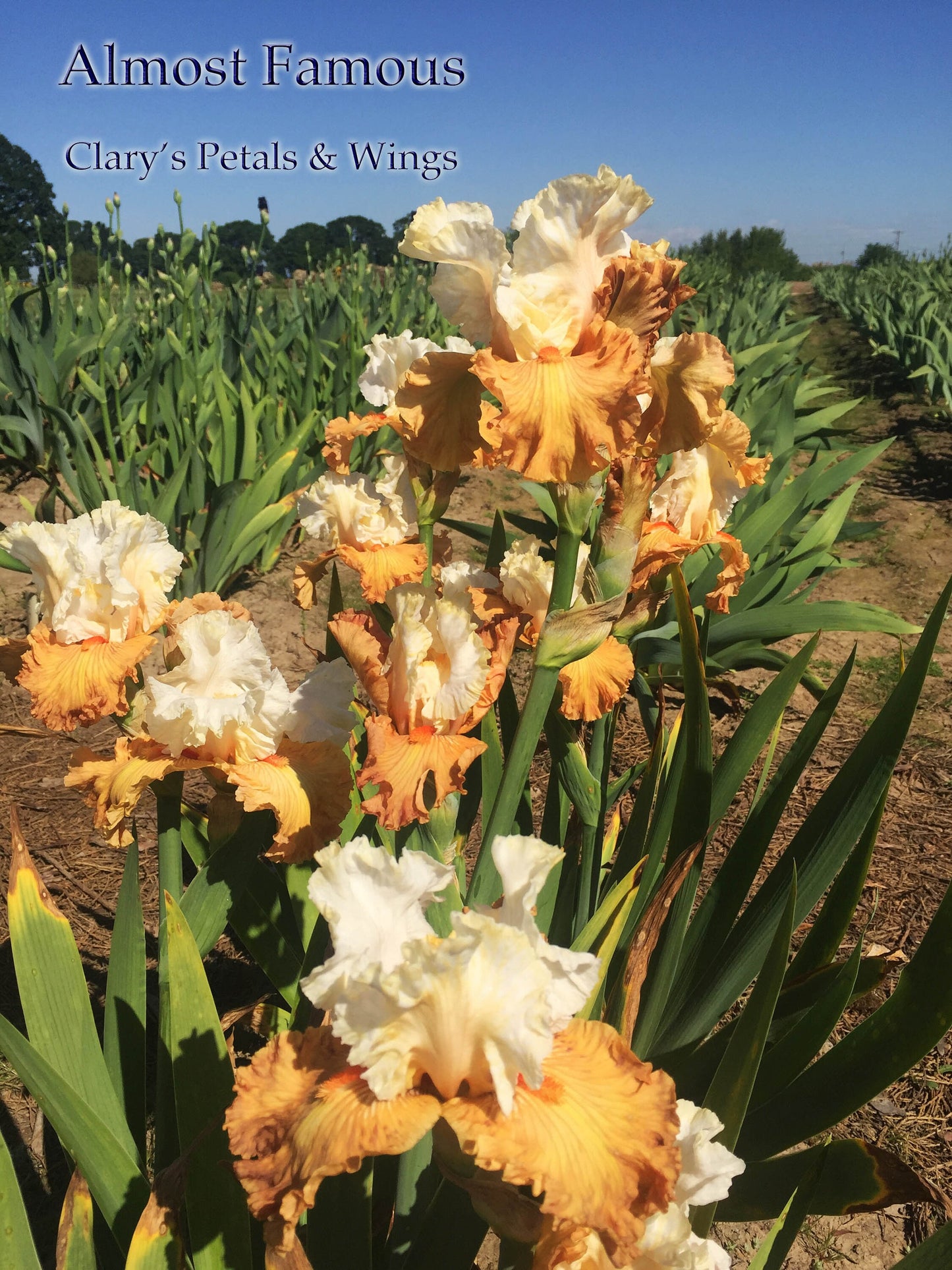 ALMOST FAMOUS - 2016 - BB - Fragrant